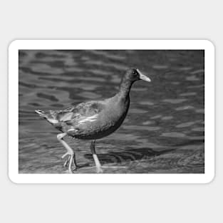 black and white Common gallinule Sticker